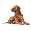 Ошейник для собак ХАНТЕР Традишн 60, 39мм/47-54см, рыжий, натуральная кожа, фетр, 47388, HUNTER TRADITION