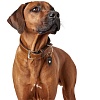 Ошейник для собак ХАНТЕР Тара 65, 40мм/50-58см, рыжий/темно-коричневый, натуральная кожа, 65680, HUNTER TARA
