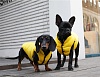 Куртка ЭЙР-2 для собак, таких как мопс, французский бульдог, размер XL, длина по спине 24см, объем груди 50см, цвет в ассортименте, PA-OW023, PUPPY ANGEL Air-2
