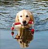 Игрушка для собак ЛОНГ-МОТ 20см, плавающая, резина, 3241, TRIXIE