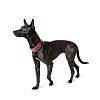 Ошейник для собак Хантер ДИВО, размер M, 45мм/35-45см, красный/серый, нейлон/полиэстер, 67636, HUNTER Divo 