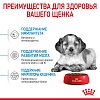 Роял Канин МЕДИУМ ПАППИ сухой корм для щенков средних пород, 14кг, ROYAL CANIN Medium Puppy