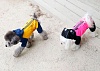 Дождевик для собак ПАППИ ЭНДЖЕЛ на флисе, для девочек, размеры 2XL-3XL, цвет  в ассортименте, 524 PA-OW, PUPPY ANGEL