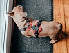 Шлейка для собак Хантер ДИВО, размер L-XL, 25мм/79-107см, красная/серая, нейлон/полиэстер, 67634, HUNTER Divo 