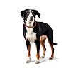 Ошейник для собак Хантер ТИННУМ на карабине, размер M-L 14мм/50см, красный/бежевый, нейлон, 67848, HUNTER Tinnum