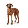Ошейник для собак ХАНТЕР Занзибар Рантум 2*10мм/60см, нерегулируемый, бежевый, нейлон, 65644, HUNTER SANSIBAR RANTUM