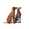 Ошейник для собак ХАНТЕР Люка 65, 34мм/46-56см, серо-коричневый/серый, натуральная кожа наппа, 66724, HUNTER LUCCA