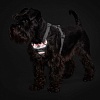 Шлейка для собак Хантер ДИВО РЕФЛЕКТ, размер L-XL, 25мм/79-107см, красная/серая, нейлон/полиэстер, 68973, HUNTER Divo Reflect