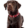Ошейник для собак ХАНТЕР Бейсик 55, 39мм/41-49см, красный/черный, натуральная кожа, 46948, HUNTER BASIC