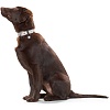 Ошейник для собак ХАНТЕР Лима 40, 18мм/29-35см, бежевый/коричневый, натуральная кожа, 63361, HUNTER LIMA