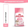 Роял Канин КИТТЕН сухой корм для котят до 12 месяцев,   300г, ROYAL CANIN Kitten