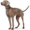 Ошейник для собак ХАНТЕР Люка 65, 34мм/46-56см, серо-коричневый/серый, натуральная кожа наппа, 66724, HUNTER LUCCA
