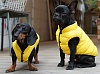 Куртка ЭЙР-2 для собак, таких как бульдог, бультерьер, стаффордширский терьер, размер 4XL, длина по спине 39см, объем груди 70см, цвет в ассортименте, PA-OW024, PUPPY ANGEL Air-2