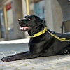 Ошейник для собак ХАНТЕР Капри 45, 28мм/33-39см, салатовый/черный, натуральная кожа наппа, 61733, HUNTER CAPRI