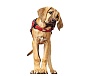 Шлейка для собак ХАНТЕР Маноа Варио Квик Лайт XL, 33мм/75-85см, сетчатая, красная, полиэстер, 93062, HUNTER MANOA VARIO QUICK LIGHT