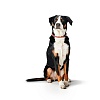Ошейник для собак Хантер ТИННУМ на карабине, размер L-XL 14мм/60см, красный/бежевый, нейлон, 67850, HUNTER Tinnum