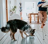 Миска для животных Хантер ЛУНД 1100мл, белая, керамика, 67435, HUNTER Ceramic Bowl Lund