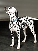Ошейник для собак светоотражающий, с силиконовой защитой крепления, размер M, синий, нейлон, DCC-2953.WPA/BL, JAPAN PREMIUM PET