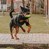Игрушка для собак КЛЯКСА БОБ 13*13*6,5см, латекс/полиэстер, 708114, MAX&MOLLY