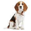 Ошейник-удавка для собак Хантер РАУНД-СОФТ ЭЛЬК, размер L-XL, 10мм/60см, рыжий, кожа лося, 41562, HUNTER Round & Soft Elk 