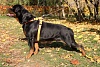 Шлейка для собак ХАНТЕР Маноа Варио Квик Лайт XL, 33мм/75-85см, сетчатая, оранжевая, полиэстер, 93075, HUNTER MANOA VARIO QUICK LIGHT