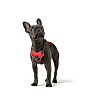 Шлейка для собак Хантер ДИВО, размер XS, 15мм/34-47см, красная/серая, нейлон/полиэстер, 67629, HUNTER Divo 