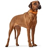 Ошейник для собак ХАНТЕР Вальгау 55, 35мм/42-48см, оранжевый, натуральная кожа наппа, 63509, HUNTER WALLGAU