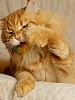 Дразнилка-удочка для кошек БАБОЧКА, длинная, 75см, 84345, CATTYMAN