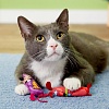 Игрушка для кошки ЗАДИРИСТОЕ ЖИВОТНОЕ, 2 штуки в наборе, хлопок, MK650027, FAT CAT