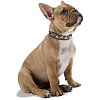 Ошейник для собак ХАНТЕР Аризона 60, 39мм/47-54см, коричневый/коричневый, натуральная кожа, 60446, HUNTER ARIZONA
