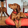 Ошейник для собак Хантер ДИВО, размер XL, 45мм/55-65см, красный/серый, нейлон/полиэстер, 67638, HUNTER Divo 
