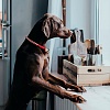 Ошейник для собак Хантер ТИННУМ на карабине, размер M 14мм/45см, красный/бежевый, нейлон, 67847, HUNTER Tinnum