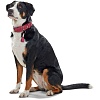 Ошейник для собак ХАНТЕР Канны 50, 28мм/34-42см, бордовый, натуральная кожа наппа, 63311, HUNTER CANNES