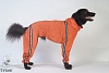 Комбинезон для собаки КЕРН-ТЕРЬЕР, спортивный дождевик без подкладки, на суку, длина спины 38см, обхват груди 62см, ТУЗИК