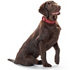 Ошейник для собак ХАНТЕР Манитоба 55, 35мм/45-48см, красный, натуральная кожа наппа, 63564, HUNTER MANITOBA