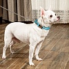 Ошейник для собак с металлической пряжкой, размер S, 15мм/25-36, голубой, KCMC-15.HD/LB, JAPAN PREMIUM PET