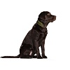Ошейник для собак ХАНТЕР Бейсик Марбелла 65, 39мм/51-58,5см, коричневый/салатовый, натуральная кожа/экокожа, 60104, HUNTER BASIC MARBELLA