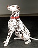 Ошейник для собак светоотражающий, с силиконовой защитой крепления, размер L, красный, нейлон, DCC-3670.WPA/RD, JAPAN PREMIUM PET