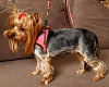 Шлейка-жилетка для собак НАПОЛЕОНОВСКИЙ АМПИР, размер 3S, обхват груди 20-25см, розовая, MZSH-3S.WG/PK, EARTH PET