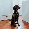 Ошейник для собак Хантер ТИННУМ на карабине, размер M-L 14мм/50см, красный/бежевый, нейлон, 67848, HUNTER Tinnum