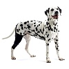 Протектор ПРАВОГО коленного сустава собаки, размер XL, для собак весом 35-45кг, 279858, KRUUSE Rehab Knee Protector