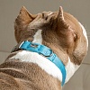 Ошейник для собак с металлической пряжкой, размер L, 25мм/38-66, голубой, нейлон, KCMC-25.HD/LB, JAPAN PREMIUM PET