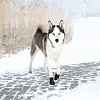 Ботинки для собак ВОЛКЕР АКТИВ, размер M (Бордер Колли), подошва до 5,5см, в упаковке 2шт, ТПР, полиэстер, TRIXIE 