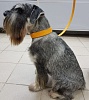 Ошейник для собак ХАНТЕР Вальгау 55, 35мм/42-48см, оранжевый, натуральная кожа наппа, 63509, HUNTER WALLGAU