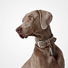 Ошейник для собак ХАНТЕР Люка 60, 34мм/42-52см, серо-коричневый/серый, натуральная кожа наппа, 66723, HUNTER LUCCA