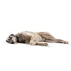 Ошейник для собак Хантер ПАЛЕРМО 55, 39мм/47-54см, темно-коричневый/черный, натуральная кожа, 44980, HUNTER Palermo